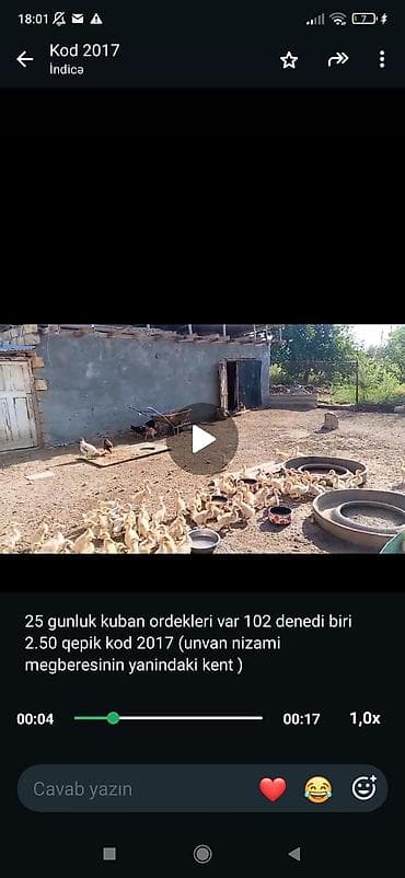 qaz kuban: Məhsul: 25 günlük Kuban ördəkləri - Say: 102 ədəd - Yaş: 25 günlük - — 1