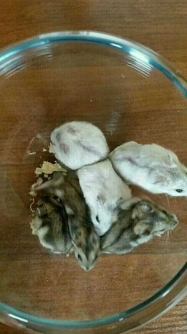 енот в баку купить: Cunqariklər dişləmirlər ələ öyrəşiblər sağlamdılar Zoo maqazin deyil — 5