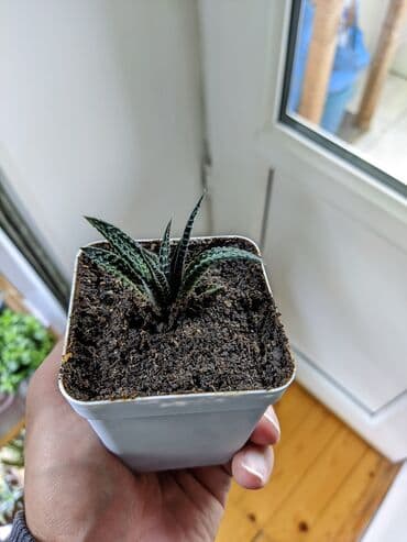 güller haqqında melumat: Sukkulentlər. Sağlam və dözümlü bitkilərdi. Uzun müddət susuz qala — 5