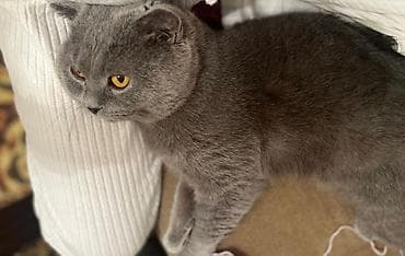 pişik pers: Şotland — 2