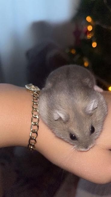 Digər heyvanlar: 2 ədəd Cırtdan hamster balaları Şirin, ovucda rahat duran bu balalar — 1