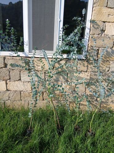 üzüm ağacı: Efkalif mandari peyxo ağaclar satişad müxtəlif hündürlüklərdə — 5