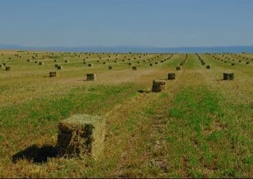 котята в баку бесплатно: 90-95 sm yonca presi Şəki Qax Oğuz ərazisinə çatdırılma və boşaltma — 2