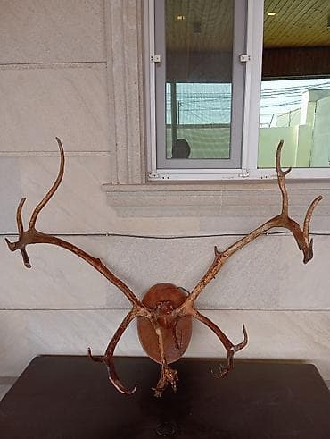 qapi 2ci el: Orjinal Təbii Maral Buynuzu Satılır Ünvan Şağan — 2