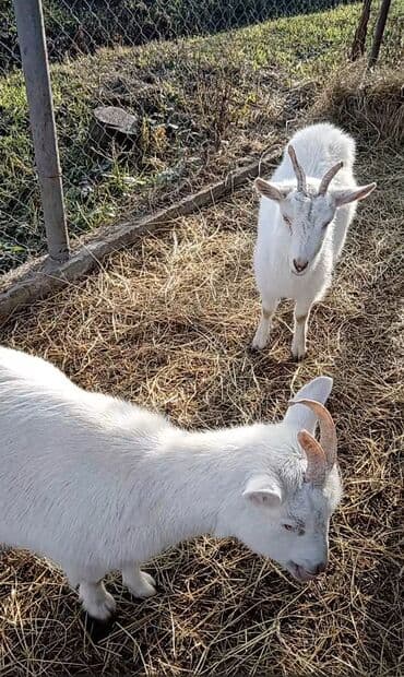 heleb keçisi: Ağ rəngli iki ev keçisi - Növ: ev keçisi (ağ xəzli, qısa tüklü) - — 1