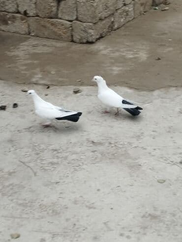 Bülbüllər: 15tuk kekilli erkey deste webeke. 12 tuk maya deste qara quyruq. cut — 1