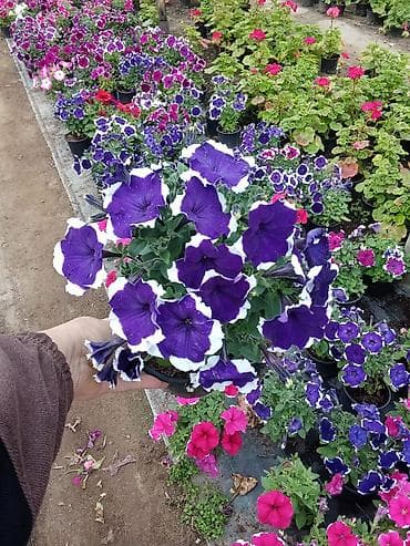 Rəngarəng qızılgülə (petunya), papatya və dahliya saksı gülləri -