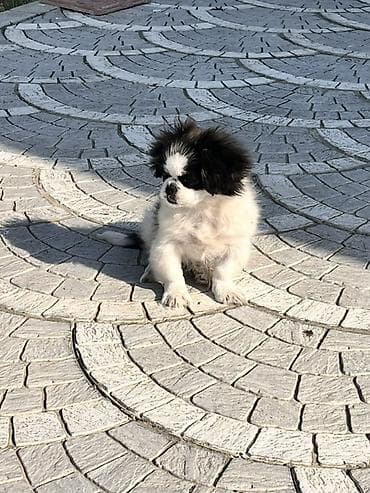 sabuncu heyvan bazari: Pekines, 4 ay, Erkek, Peyvəndli — 6