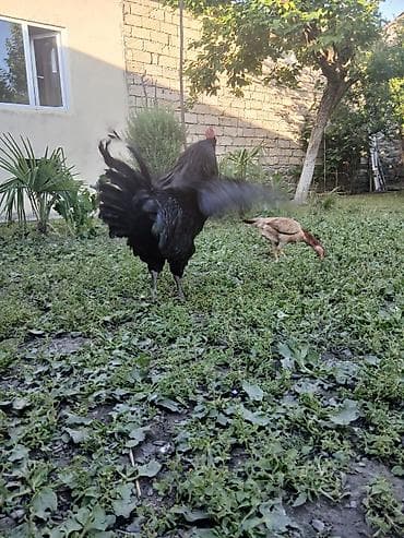 heyvanlara verilən adlar: Avstrolorp ailesi 1 xoruz 2 fere qurd dermani cicek vaksini. Cumo — 2