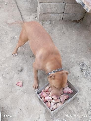 Heyvanlar: Pitbul — 1