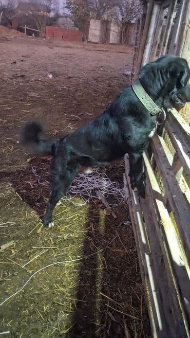 alman coban iti: Qurdbasar, 1 il, Erkek, Peyvəndli, Ünvandan götürmə, Ödənişli çatdırılma, Rayonlara çatdırılma — 2