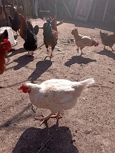 toyuq ayağı: Toyuq, Ətlik — 1