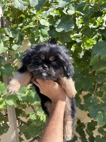 i̇sm: Pekines, 2 ay, Dişi, Peyvəndli — 2