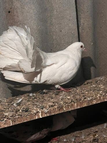 geref quşu: Hinduşqa quyruq Erkey di — 1