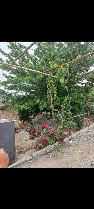 mərdəkanda kirayə ev: Zeynalabdin Tağıyev, 132 kv. m, 4 otaqlı, Hovuzsuz, İnternet, Telefon, Qaz — 3