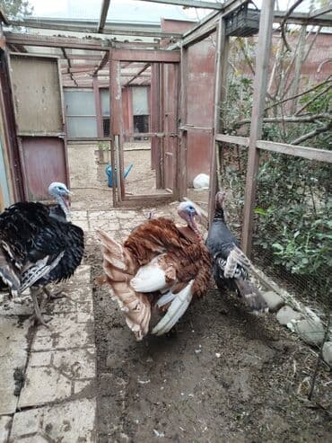 Digər kənd təsərrüfatı heyvanları: Erkək, Damazlıq — 4