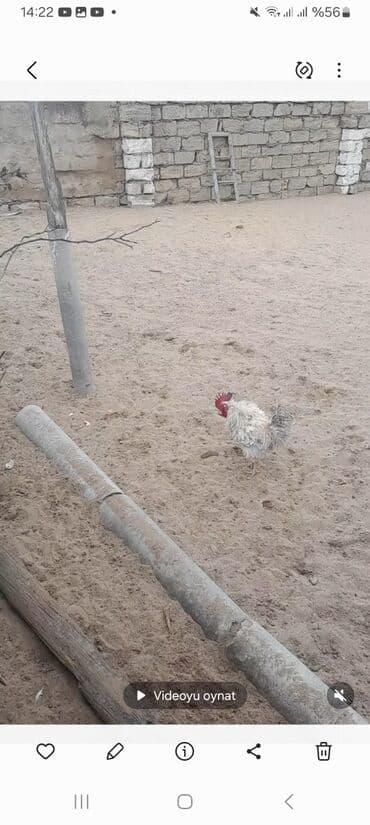 gence toyuq cuce: Məhsul: kənd təsərrüfatı quşları – xoruz və bir neçə cücülər Təsvir — 2