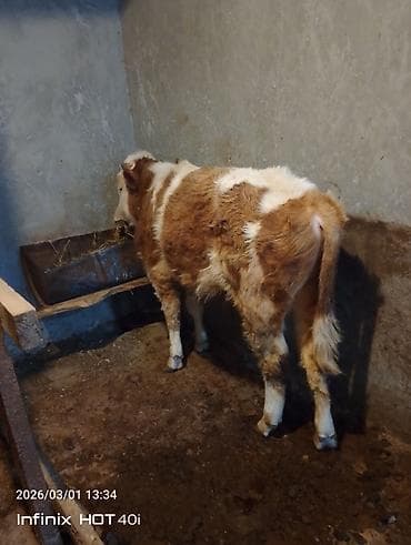 Гуси: Salam simental ərkək danadı real alıcıya endirim olacağ isdiyən olsa — 5