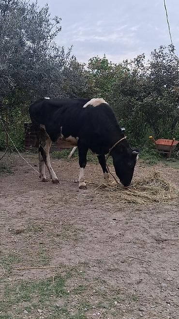 1 ci qarın 5 aylıq boğazdı temiz ivankdır ansı 30 litir süt veri esli