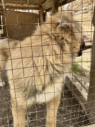 doberman itleri: 4 месяца, С прививками — 3