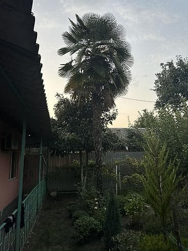 ev gulleri ve adları: Dekorativ palma ağacı – həyət/bağ üçün iri ölçülü nümunə — 2