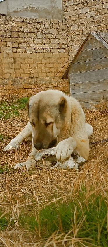 kangal iti satisi: Kanqal, 2 il — 6