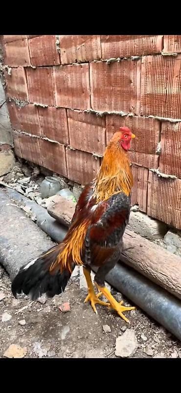 komsomol: Aprel becesi apo cinsi subutlu sekili 3 4 eded fereynen fikrleşmek — 3