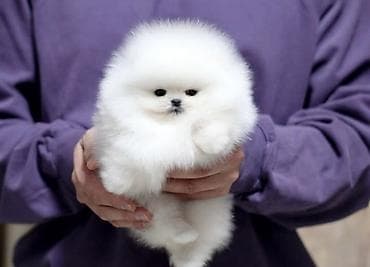 pomerian şpits: Şpitz, 1 ay, Sənədli — 1