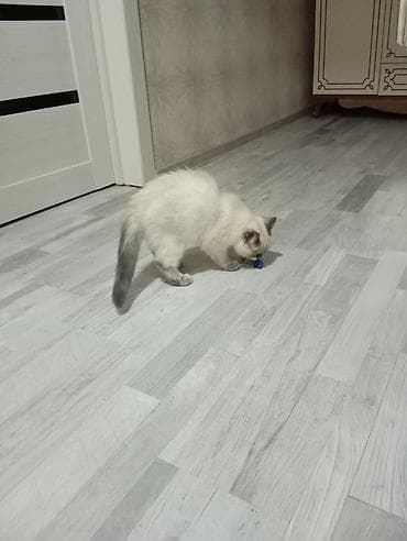 Quşlar: Siam, Dişi — 2