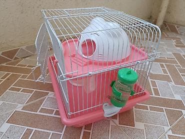 hamster satışı: ‼️2 aylıq dümağ dişi cunqarik qəfəsi ilə birlikdə satılır, heç bir — 4