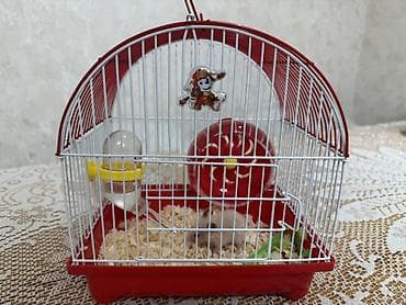 qaz heyvan: Hamster üçün tam dəst qəfəs - Kompakt ölçülü, qırmızı altlıqlı və ağ — 3
