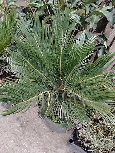 tikanlı bitkilər: Sekras palma heyət üçün yeke ölçüdə — 3