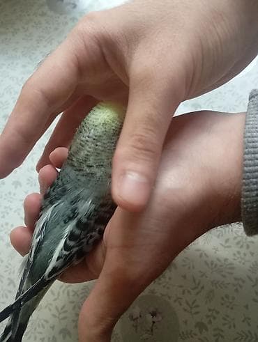 quş tələsi: Çex tutuquşu balaları ay yarımlıqdırlar təcili satıldığına görə bu — 5