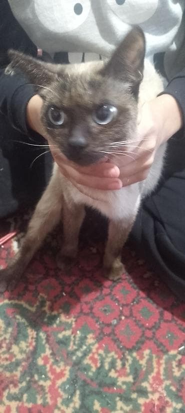 profil ucun pisik sekilleri: Siam — 2