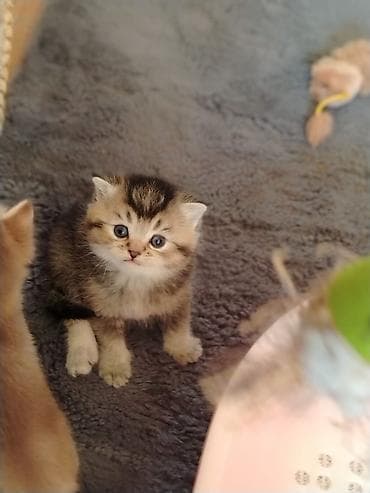 sort pişiklər: Şotland — 5