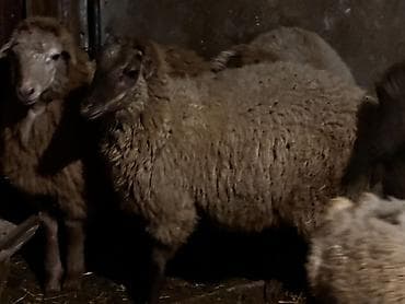 feniks quşu: Quzular satilir diri ceki 9 azn — 2