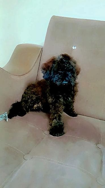 avcarka balasi satisi: Pudel — 2