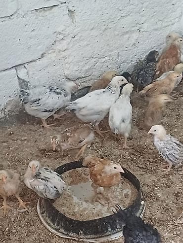 Toyuq cücələri, Ətlik