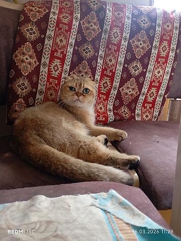 etibarlı ellere pişik: Şotland yastı qulaq — 1