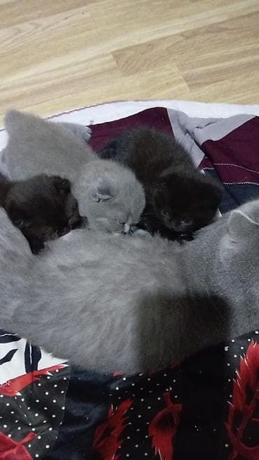 Собаки: Шотландская, Самка, В добрые руки, Самовывоз, Бесплатная доставка, Платная доставка — 3