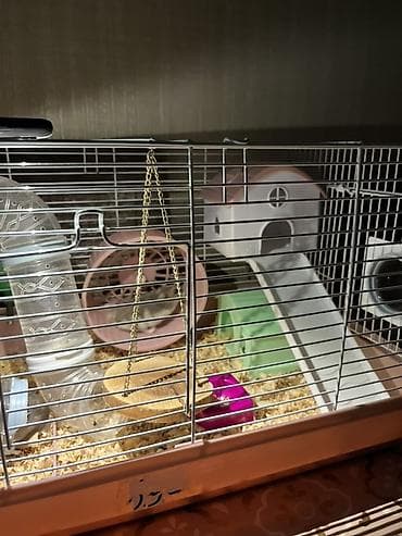 ordək bala: Xamyaq qəfəsin alana 4xamyaq+yumru akvaroum+daşı dekoru+3 danio balığl — 7