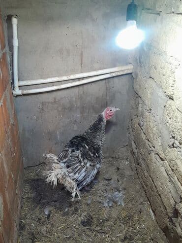 Toyuqlar: Real alıcılar əlaqə saxlasın təkdi deyə satıram ünvan Masazır — 1