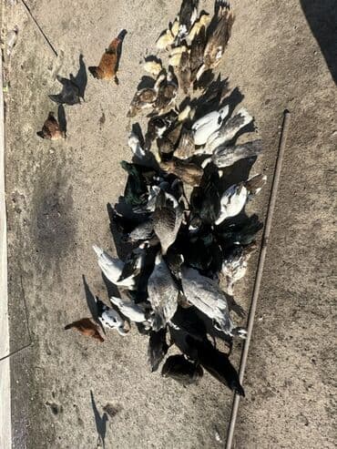 kuban ördek: Salam Aleykum Satılır Ördək Qaz Ördək Cücəsi Toyoq 36 Ədəd Lal Ördək — 13