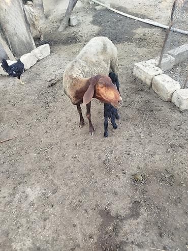 qaradolaq qoyun: Ana qoyun bala ilə birlikdə - Növ: qoyun (ana) və yaxın zamanda — 2