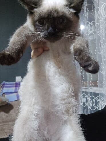 van pişiyi qiymeti: Siam, Dişi, Yaxşı əllərə, Ünvandan götürmə — 8