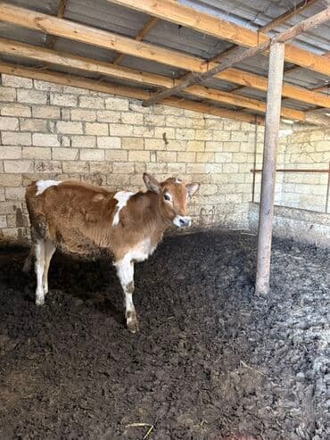 ördək balası və cücə: Saga cevirib bir bir ferqli simental balalarina baxa bilersiz — 6