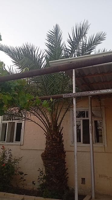 pomidor şitili satışı: Xurma xurması (Phoenix dactylifera) palma ağacı - Hündürlüyü — 2