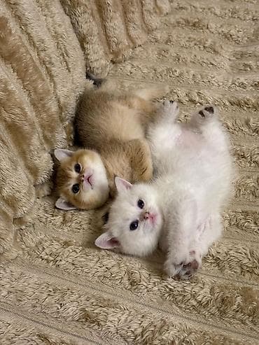 pişiy adları: Britan — 1