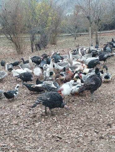 Akvariumlar: Продажа птиц — 6