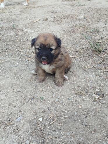böyüməyə itlər: 1 ay, Dişi — 3